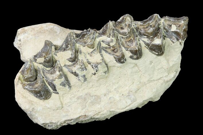 Oreodont (Merycoidodon) Jaw Section - South Dakota #140921